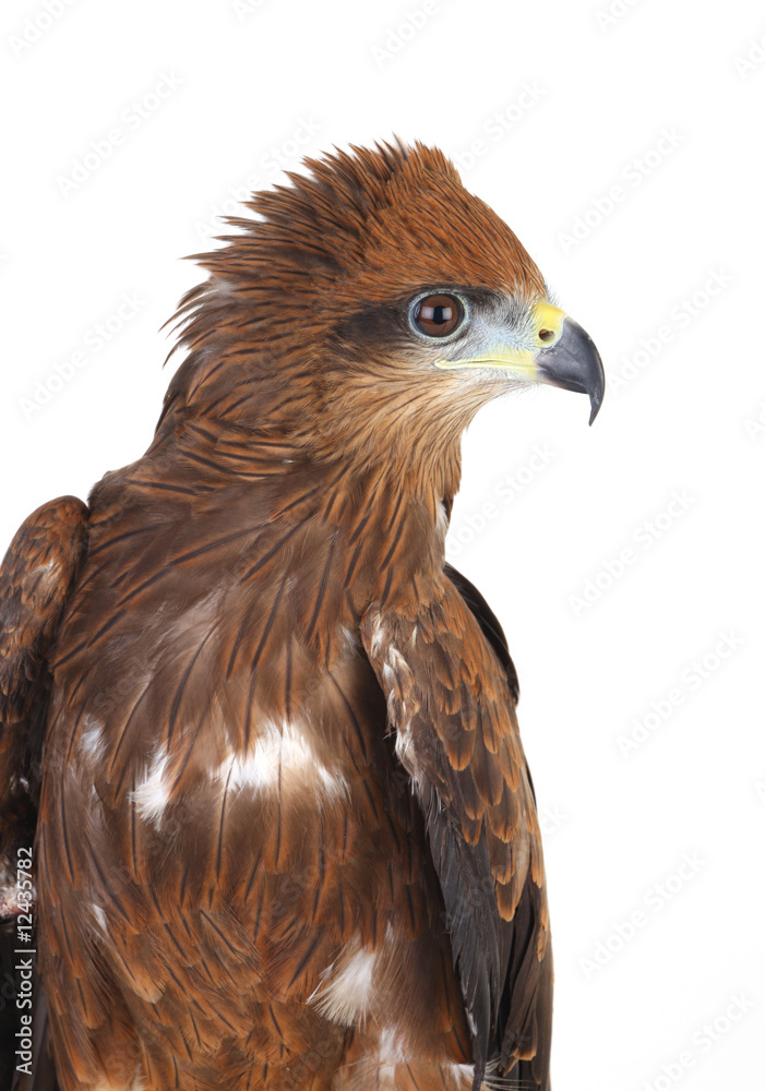 Fototapeta premium hawk
