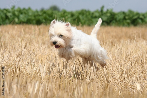 bond de westie en pleine course à la campagne