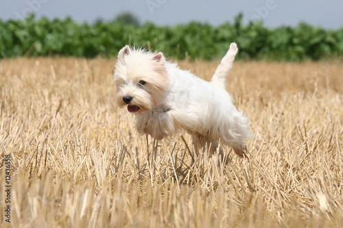 bond de westie en pleine course à la campagne photo