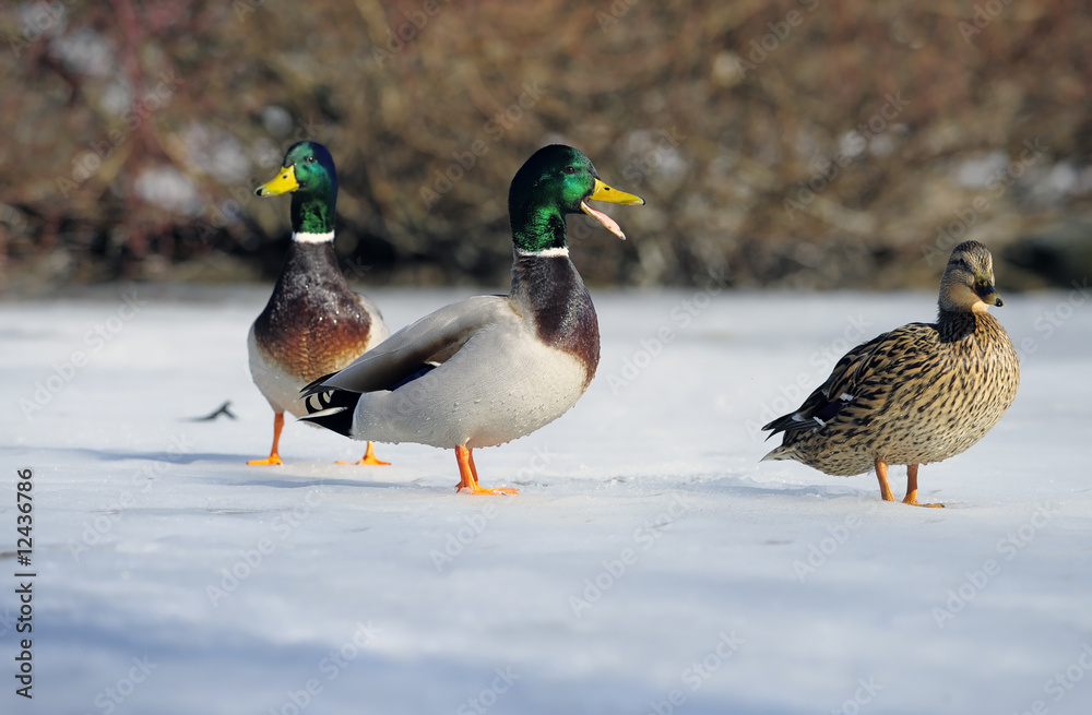 Enten im Winter Enten im Winter