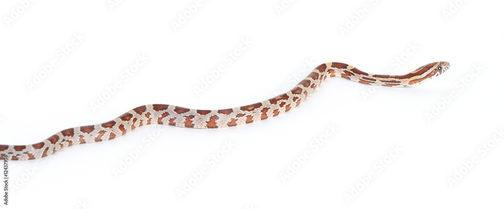 snake snake