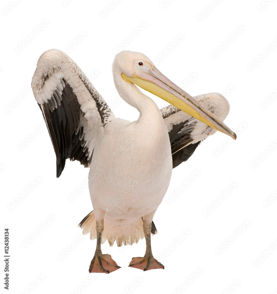 White Pelican - Pelecanus onocrotalus (18 months) - obrazy, fototapety, plakaty 