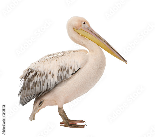 White Pelican - Pelecanus onocrotalus (18 months)