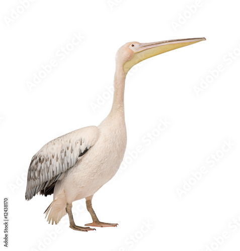 White Pelican - Pelecanus onocrotalus  18 months 