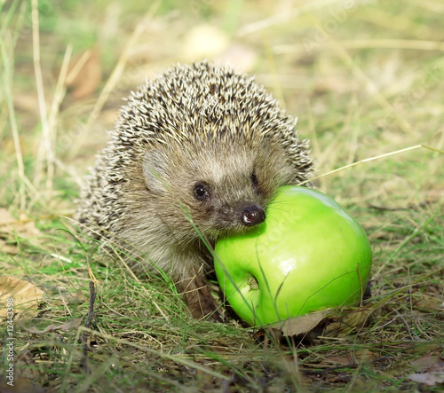 Hedgehog