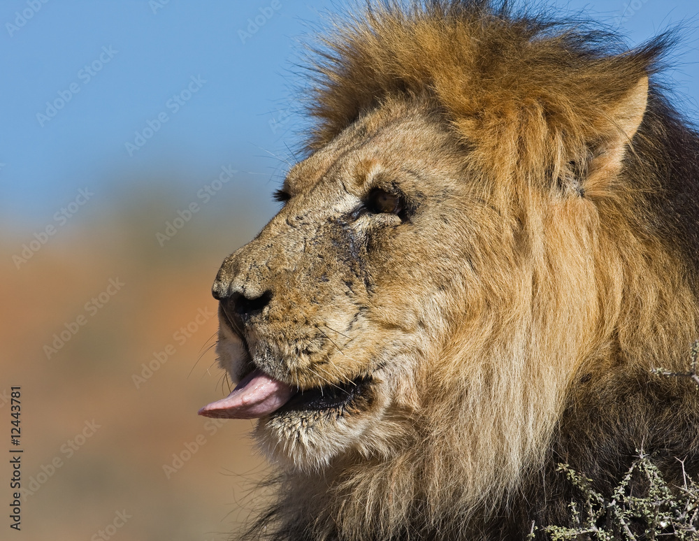 Obraz premium Lion