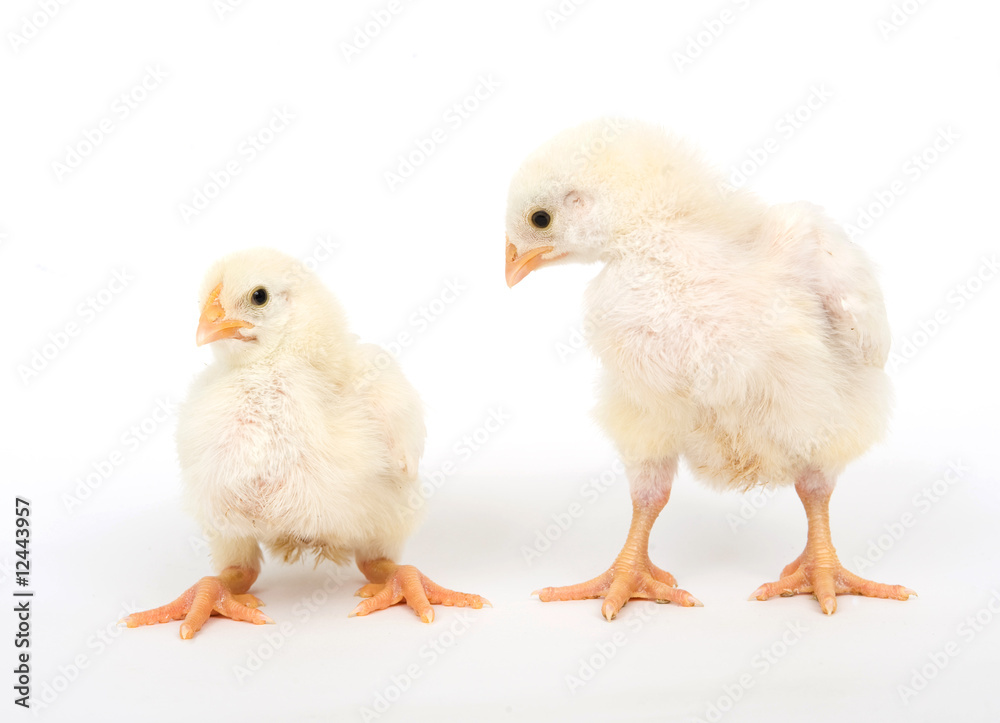 Two yellow chicks on a white background