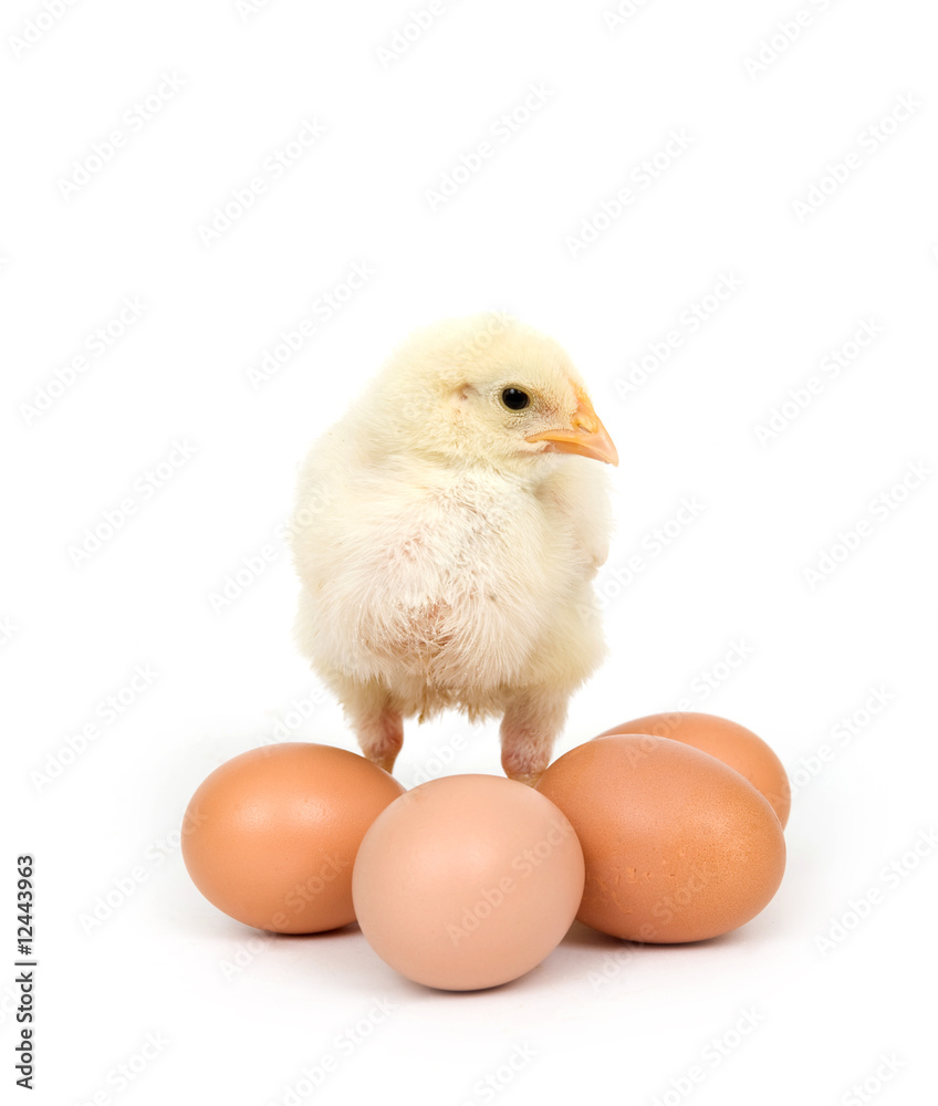 Chick and brown eggs