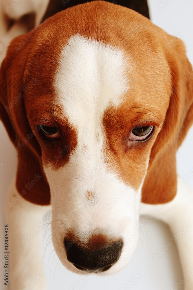 beagle puppy beagle puppy