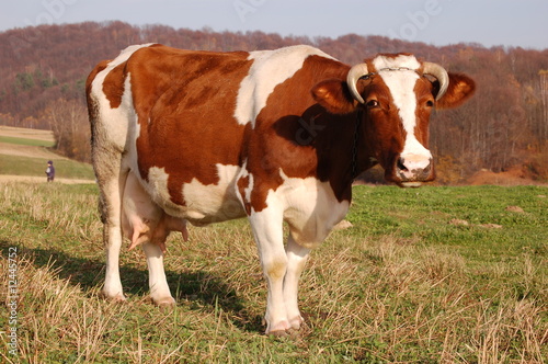 krowa na pastwisku © robpik