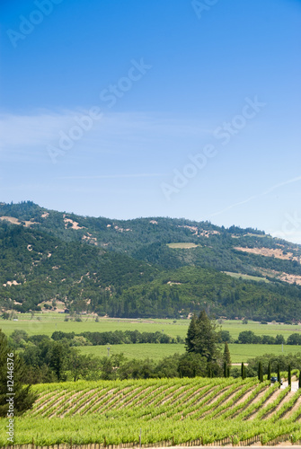 Vineyards at Napa  California.