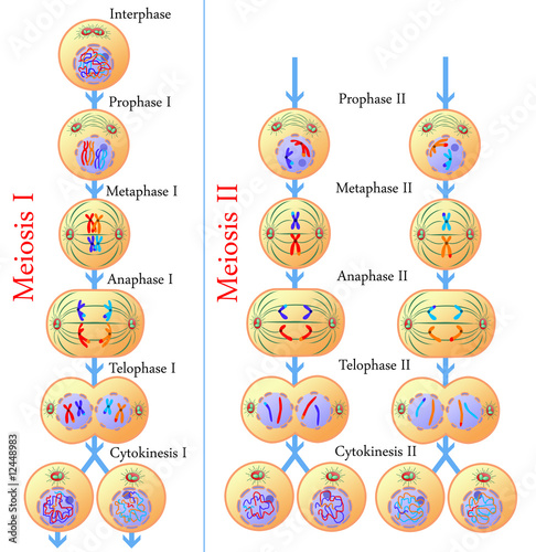 Meiosis of germ cells