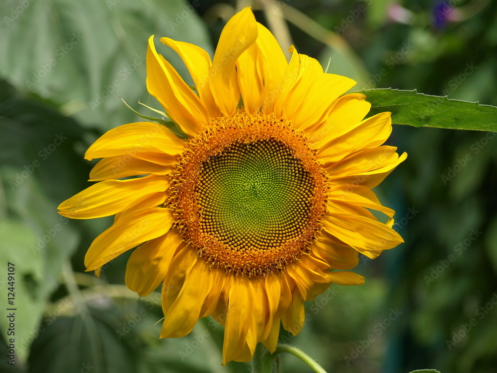 Obraz premium Sunflower-1