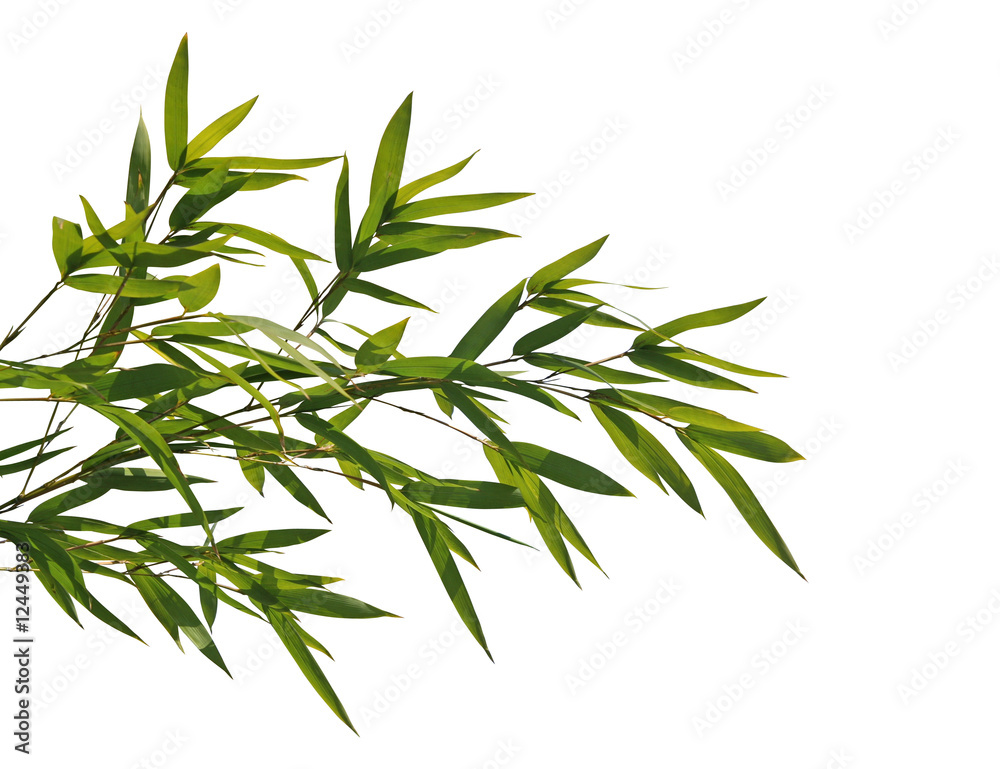 Fototapeta premium bambou