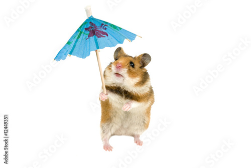 little hamster with paper umbrella