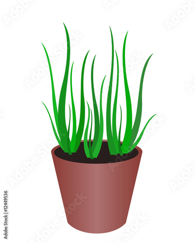 Plante verte dans son pot