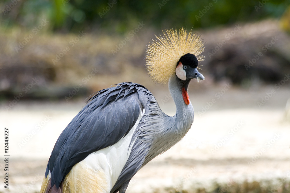Fototapeta premium Crowned Crane