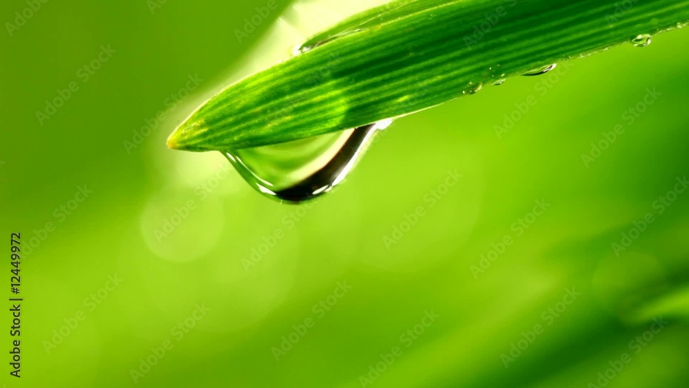 waterdrop from grass