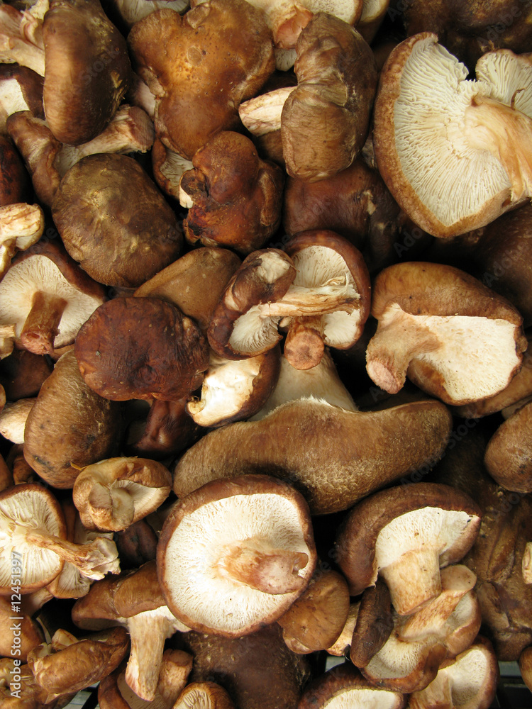Shiitake mushrooms Shiitake mushrooms