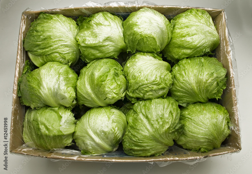 Fototapeta premium Lettuce