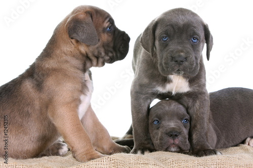 Fototapeta Naklejka Na Ścianę i Meble -  puppy italian mastiff cane corso