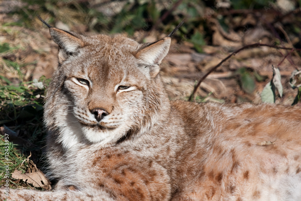 Obraz premium Eurasian Lynx