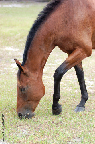 horse eating grass