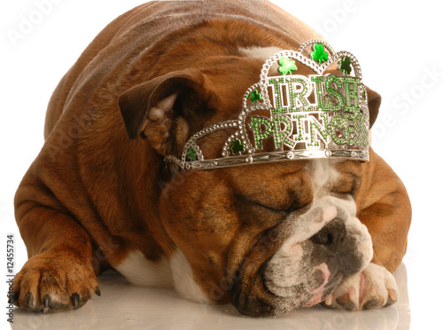 st. patricks day - bulldog wearing irish princess tiara..