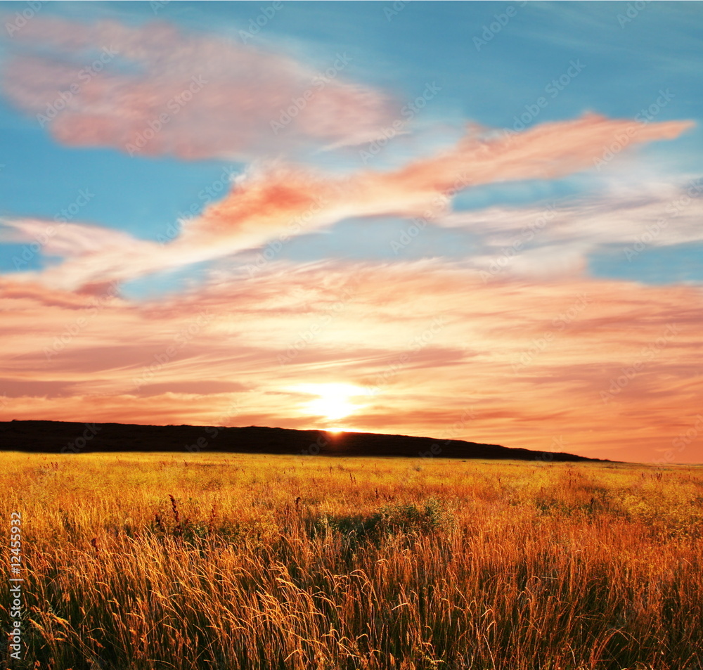 Field on sunset