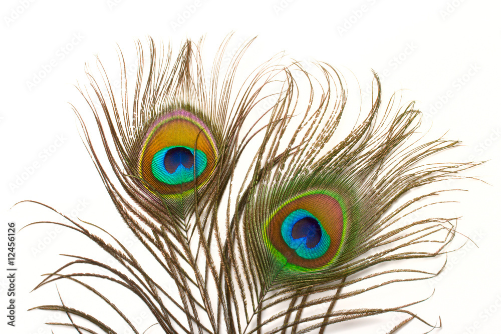 Obraz premium Peacock feather close up