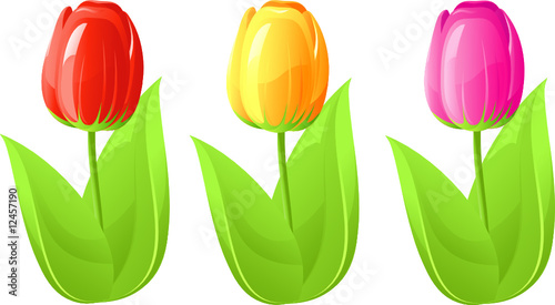 Fototapeta Naklejka Na Ścianę i Meble -  Three tulip