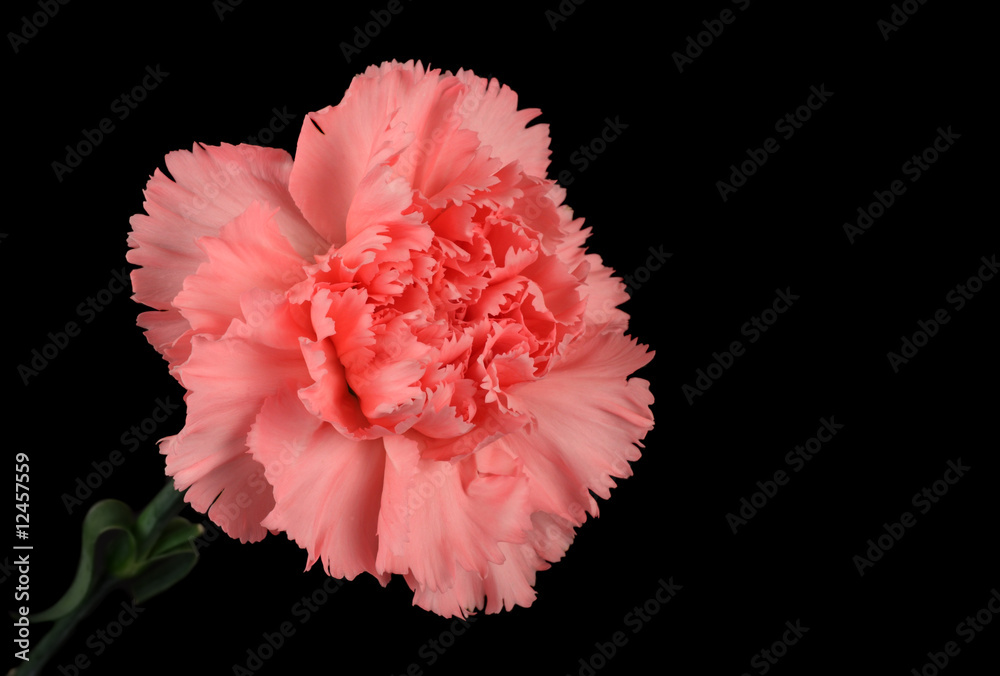 Carnation Carnation