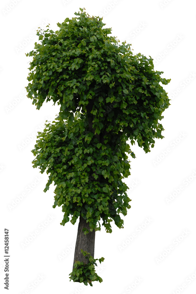 Fototapeta premium zielone drzewo, green tree