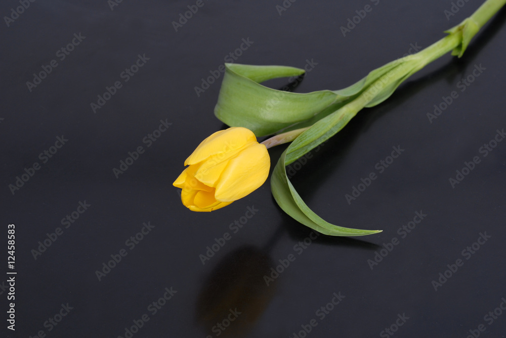 Fototapeta premium żółty tulipan, yellow tulip