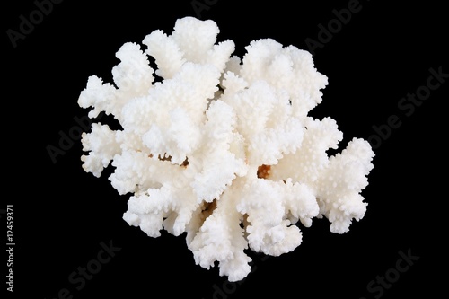 White coral isolated on black