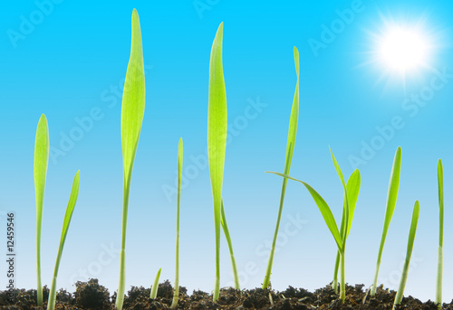 fresh grass against a sunny sky