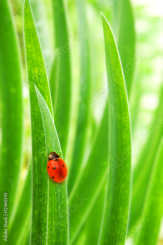 Ladybug sitting on a green grass (shallow DoF)