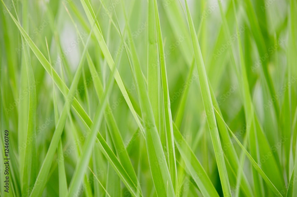 Obraz premium grass background