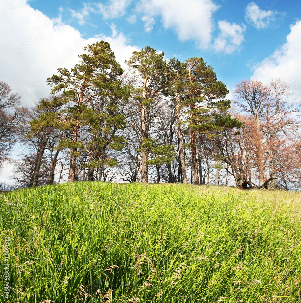 Fototapeta premium Spring forest