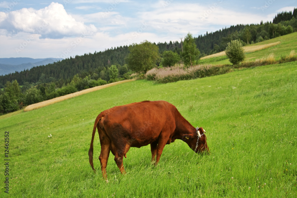 Cow in mountain