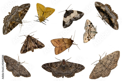 mixed moths photo