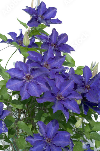 Clematis; The President photo