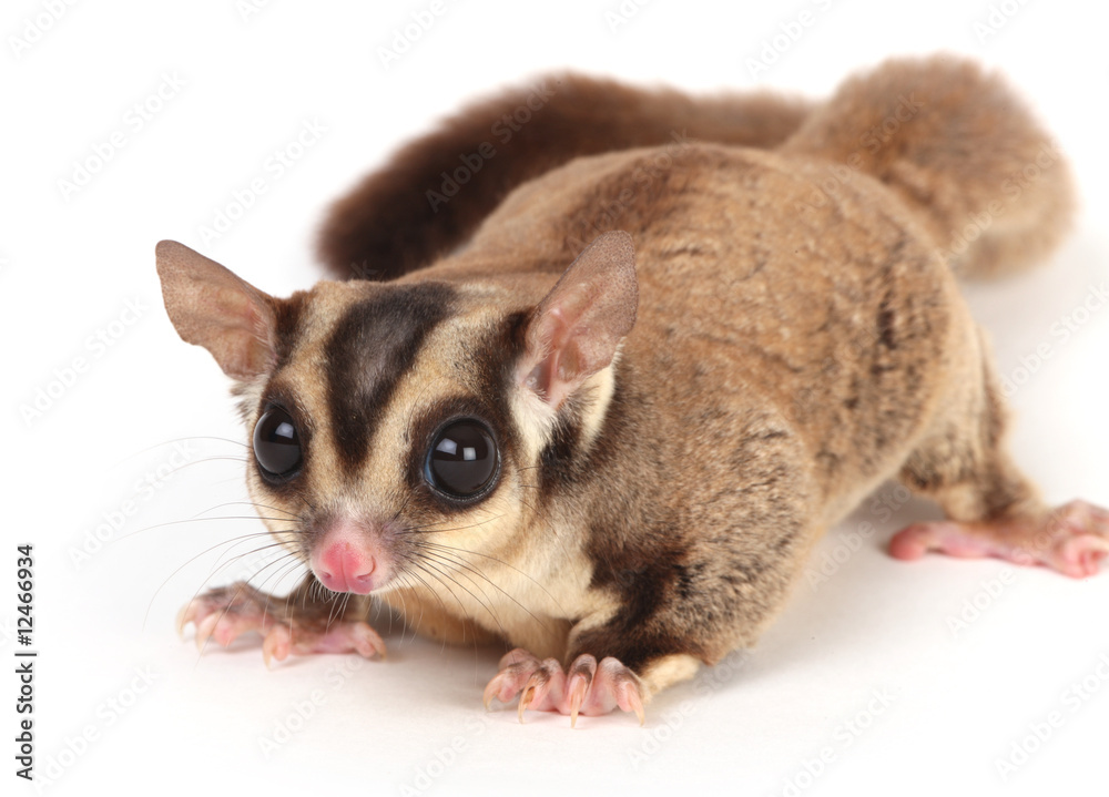 sugar glider