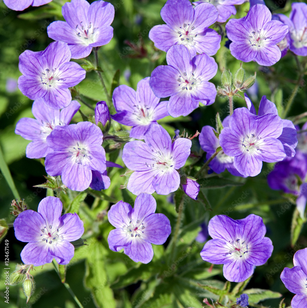 Waldstorchschnabel, Geranium Sylvaticum Waldstorchschnabel, Geranium Sylvaticum