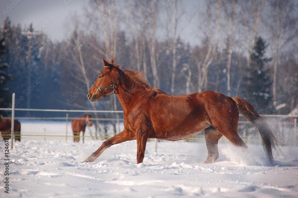 Obraz premium chestnut horse galloping