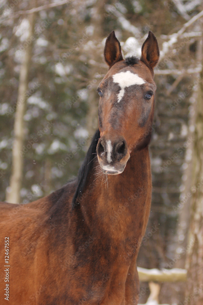 Fototapeta premium akhal-teke stallion