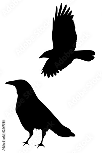 A set of two crow silhouettes