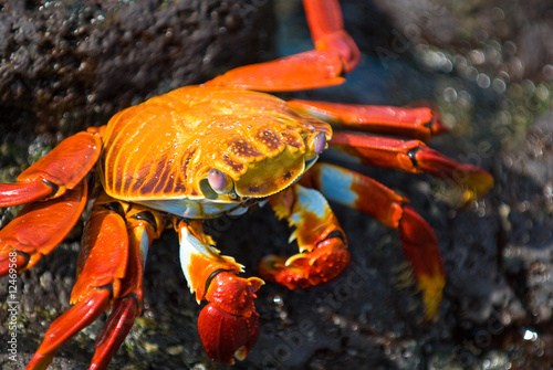 red crab on the rock, galapagos islands