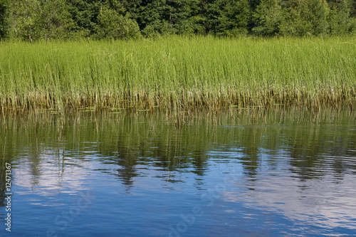 Lake grass side