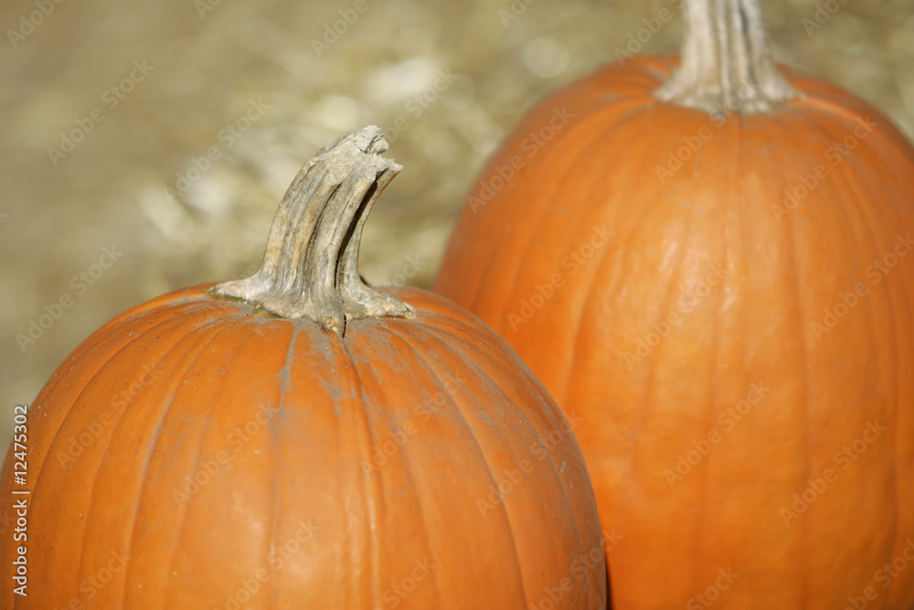 two pumpkins outdoors